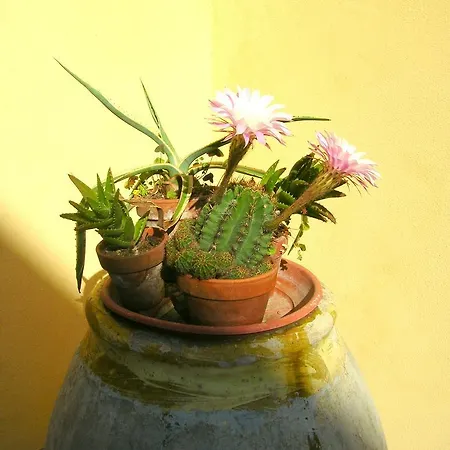 A Durmi Levanto