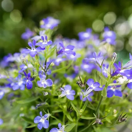 A Durmi Gasthof Levanto