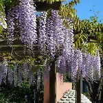 A Durmì Levanto