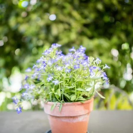 A Durmi レヴァント