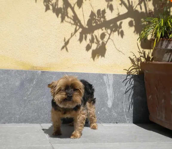 게스트하우스 A Durmi