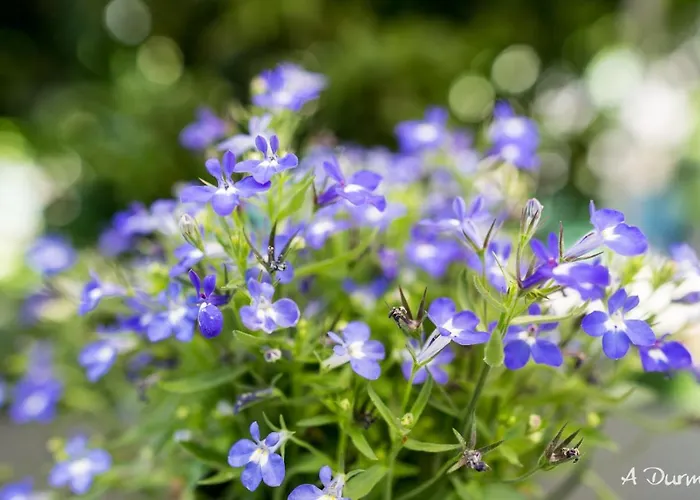 A Durmi Maison d'hôtes Levanto